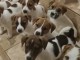 Chiots d’apparence jacks Russell 