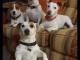 Magnifiques chiots jacks Russell 