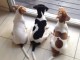 Adorables chiots jacks Russell 