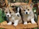 Chiots Welsh Corgi Pembroke adopter 