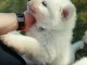 Bébé chiot berger blanc suisse a donner 