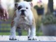 chiot bulldog français mâle a donner urgent 