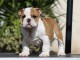 Bébé chiot bulldog anglais disponible 