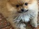 chiot spitz nain a donner 