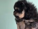 Je donne chiot spitz nain Poméranie 