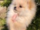 Chiot spitz nain blanc disponible 