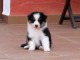 chiot berger australien mâle a donner 