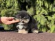 Dons chiot spitz nain disponible 