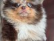Chiot spitz nain adorable 
