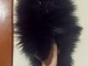 chiot spitz nain noir disponible 