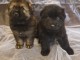 chiot berger allemand à donner femelle et mâle 