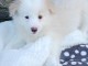 adorable chiot bichon maltais a donner contre bon soins 