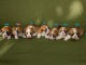 chiot Corgi Pembroke à adopter adorable 