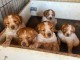 Adoption chiot épagneul breton à donner 