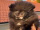 Spitz nain Poméranie adorable à adopter 