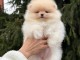 Bébé chiot spitz allemand race pure 