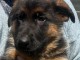 chiot berger allemand disponible pour adoption 