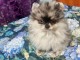 chiot spitz nain Poméranie disponibles 