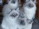 Chaton d’apparence ragdoll 