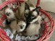 Disponible chaton siamois 