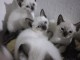 A donner chaton siamois 
