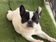 chiot bouledogue français à donner 
