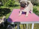 chiot carlin disponible pour adoption 