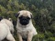chiot carlin disponible pour adoption 