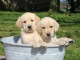 Adorable chiot labrador retriever pour adopter 
