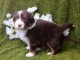 Adoption chiot berger australien disponible 