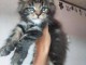 Chaton Maine coon a donner 