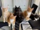 Jolie chaton Maine coon adorable adopter 