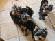chiot Yorkshire à adopter 