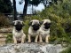 Adoption chiot carlin disponible 