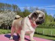 chiot carlin mâle a donner 