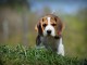 chiot beagle à adopter 