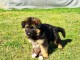 Bébé chiot berger allemand lof 