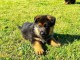 chiot berger allemand à adopter 
