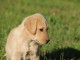 Labrador retriever mâle a donner 