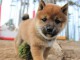 chiot Shiba inu a donner femelle 