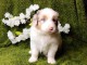 chiot berger australien mâle adorable 