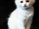 Adoption chatons ragdoll disponible 