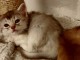 Affectueux chatons somali, joueurs et câlins, en robe argent, Mak