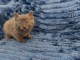 Chaton chartreux mâle a donner 