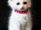 ragdoll disponible à donner 