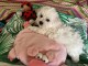 chiot bichon frisé a donner femelle 