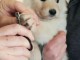 chiot berger blanc suisse lof disponible 