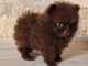 je donne chiot spitz nain disponible 