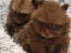 bébé chiot spitz nain disponible 