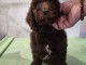 chiot caniche a donner 